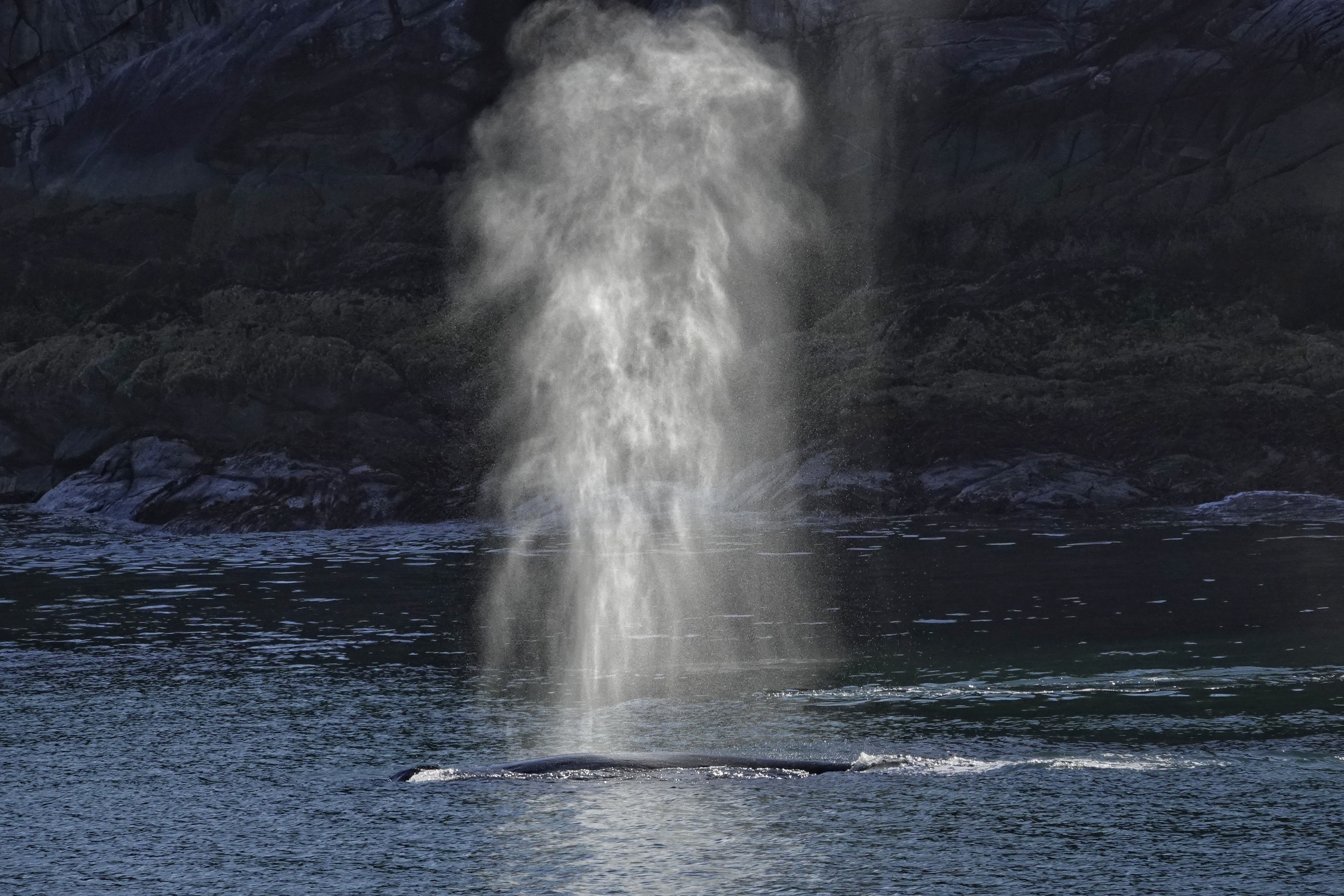 Souffle de baleine vu de près